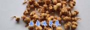 云南续断干货&紫丹参-大理珠子参批发—荷叶中药材