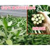富贵竹的养殖方法和水培富贵竹的技术?
