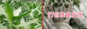 富贵竹图片  观音竹批发