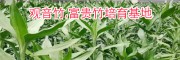 今日富贵竹销售报价