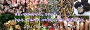 丽江松茸图片大全-云南松茸