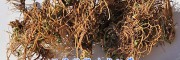 云南龙胆草厂家/龙胆草批发—大理荷叶中药材