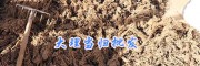 2017新产当归—云当归收购价格_云南大理当归