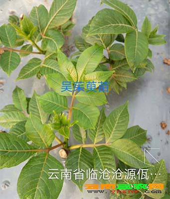 临沧吴茱萸苗