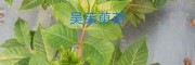 临沧吴茱萸_云南吴茱萸特优8号小苗13887043679
