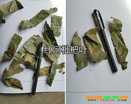 红河枇杷叶