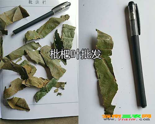 枇杷叶批发