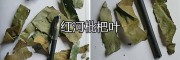 枇杷叶收购批发-云南枇杷叶大货