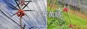 红花黄精苗价格——红河州滇黄精