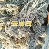 中药黄草乌图片|黄草乌种苗价格|