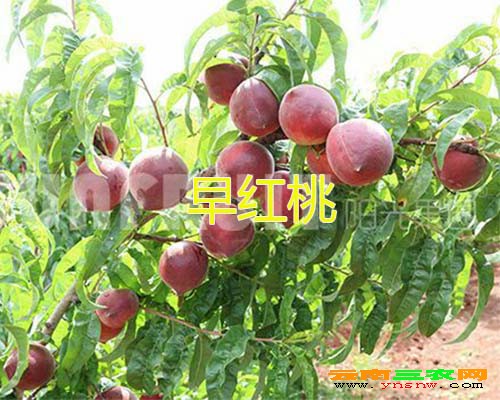 早红桃