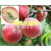 早熟水蜜桃批发商：弥勒西二镇的早香蜜桃_云南水蜜桃