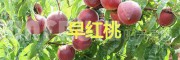 弥勒西二镇的早香蜜桃—云南早熟水蜜桃批发