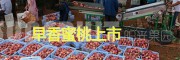 早红桃—红河州阳光果园-早香蜜桃