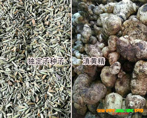 独定子种子-黄精苗