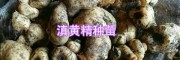 滇黄精鲜货块茎苗#供应普洱、文山黄精种苗_红河黄精种植