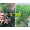 天冬苗一棵多少钱-昆明天冬苗基地供应-13187871528