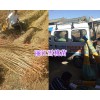 一亩地需云南丽江雪桃小苗多少株？_雪桃树苗品牌公司