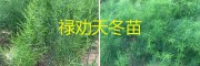 云南天冬苗批发价-天冬种苗一棵多少钱_禄劝茂山天冬