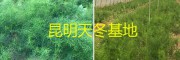 昆明大天冬苗——云南禄劝茂山天冬种植基地