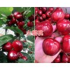 大樱桃种苗批发/红宝石甜樱桃种植技术