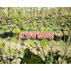 大樱桃苗价格#砂蜜脱、美早、布鲁克斯樱桃苗出售_云南樱桃苗