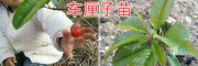 美洲大樱桃苗&红宝石甜樱桃苗-昆明车厘子苗