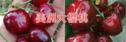 适合云南种植大樱桃：红宝石甜樱桃