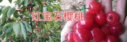 早红宝石樱桃苗批发—4月成熟的大樱桃种类#红宝石甜樱桃特点