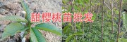 供应四川明珠大樱桃苗、砂蜜脱、美早、布鲁克斯—云南大甜樱桃苗