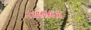 贵州-云南大樱桃苗：拉宾斯-红灯早大果黑珍珠/白玉珍珠樱桃苗