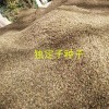 昆明独定子成品-金铁锁干货（种子）