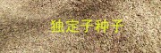 哪有独定子除草剂#金铁锁抗病营养液使用方法