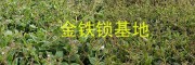 独定子增产营养肥#金铁锁植物蛋白酚批发