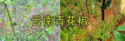 云南嫁接青花椒苗—种植3年可收获