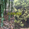 八月桂花树一棵多少钱#云南八月桂批发