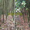 文山八月桂6-7公分&红花木莲16-20公分销售_云南绿化树
