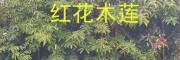 红花木莲树一棵多少钱？红花木莲批发