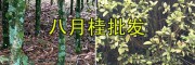 云南八月桂花树6-7公分-文山4000棵八月桂待售