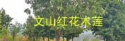 云南红花木莲树16-20公分批发#文山八月桂6-7公分销售