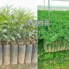 茂谷柑苗批发-云南茂谷柑苗/伦晚脐橙苗-纽荷尔橙苗销售