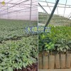 云南冰糖橙苗批发：玉溪锦红冰糖橙苗&锦蜜冰糖橙苗