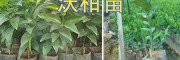 玉溪沃柑苗#无核沃柑苗繁育基地—云南沃柑苗销售