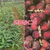 文山马关阳春砂仁苗：阳春小颗粒圆红砂仁苗—新品种砂仁苗