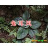 兔耳风_兔耳风中药材分布在什么地方？