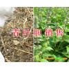 青叶胆中药_青叶胆图片-青叶胆价格-云南弥勒青叶胆