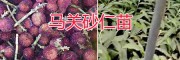 新品种阳春砂仁苗——阳春小颗粒圆红砂仁苗