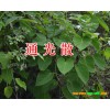 青叶胆图片 青叶胆价格-大货有售。-13888679809