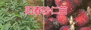 云南砂仁种子多少一斤&文山香砂仁干货价格-新鲜砂仁供应
