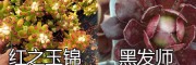 云南多肉植物基地：红之玉锦-黑发师/鹿角海棠-静叶多肉销售